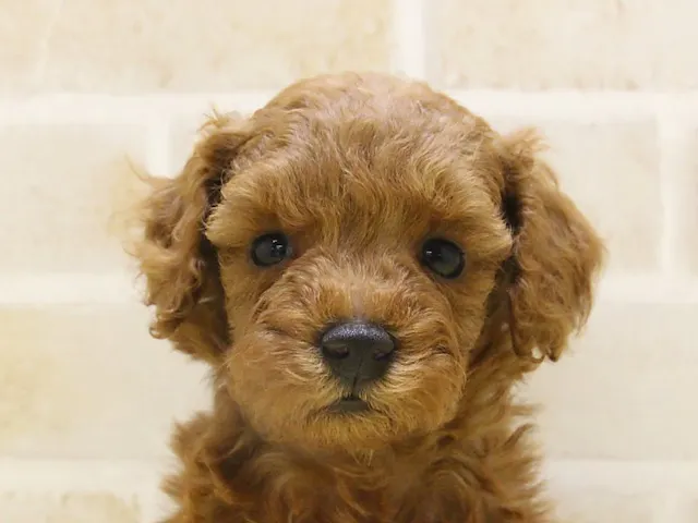 群馬県のトイプードル(トイ) (ペッツワン伊勢崎店/2025年2月4日生まれ/男の子/レッド)の子犬